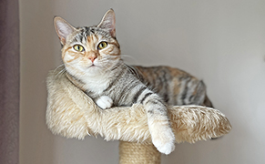 Rozárka kočička náhled